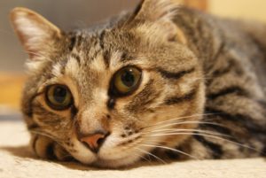 イタリア当局 突然凶暴化する猫に注意喚起 ウイルスを検出 Vetanimall